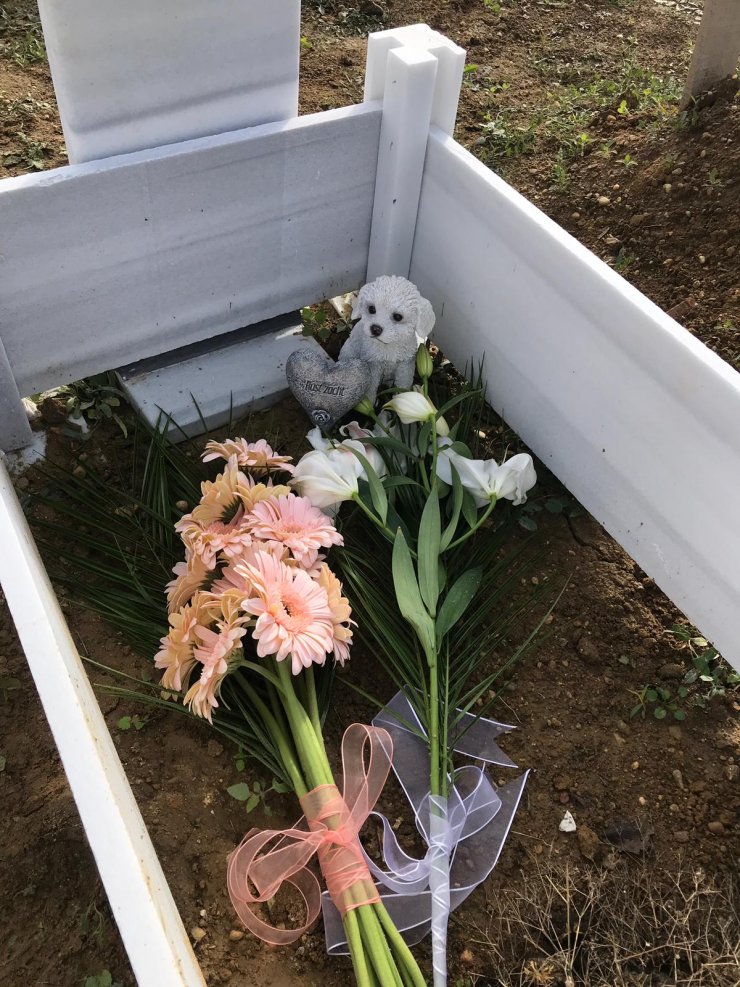 Köpeklerinin öldüğü otelin sahibine dava açtılar