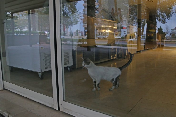 Mahsur kalan kediyi polisler kurtardı