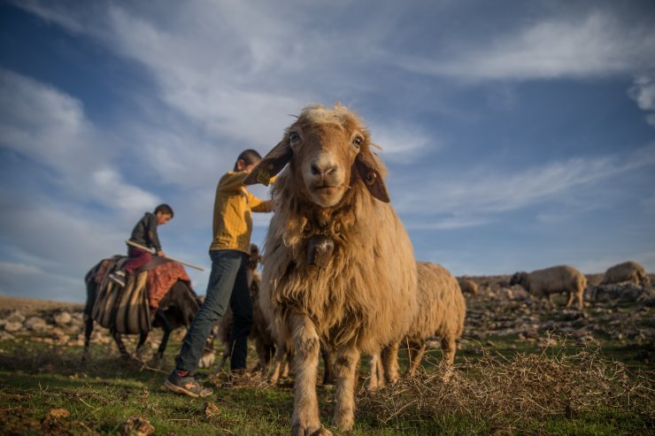 Sonbahar yağışları besicilerin yüzünü güldürdü