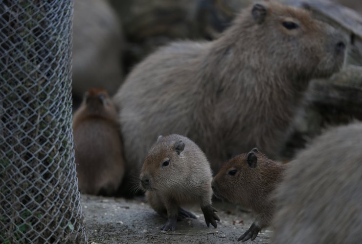 Bursa Hayvanat Bahçesi'nde yavru kapibara heyecanı