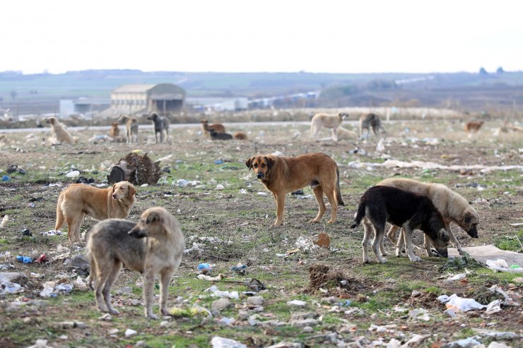Hayvanseverler sokak hayvanlarını aç bırakmadı