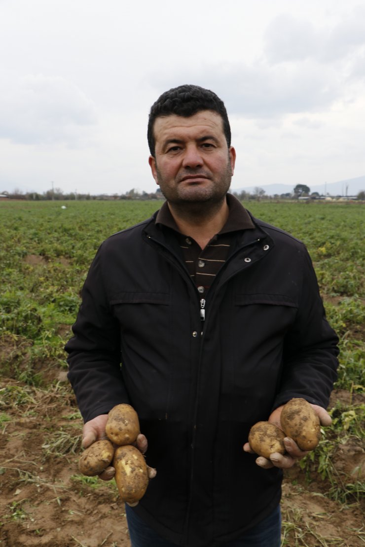 Organik patatesle başarı hikayesi yazdı