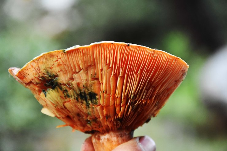 "Tüm mantarlar yenir ama bazıları sadece bir kez"