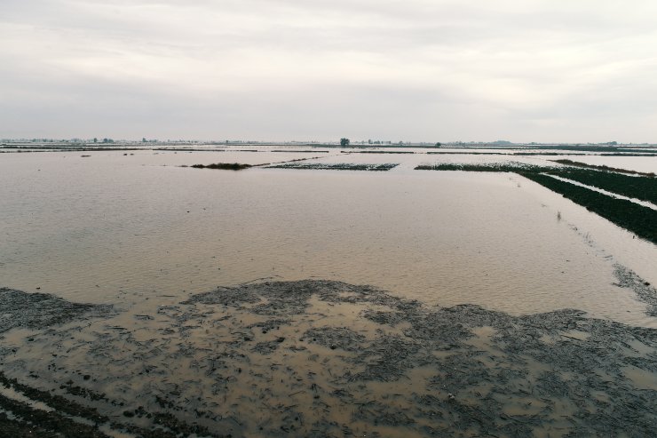 GÜNCELLEME 2 - Mersin'de sağanak tarım alanlarına zarar verdi