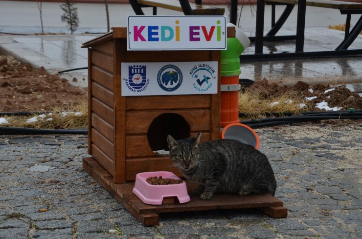Üniversite öğrencilerinden kedi ve köpekler için "ev"