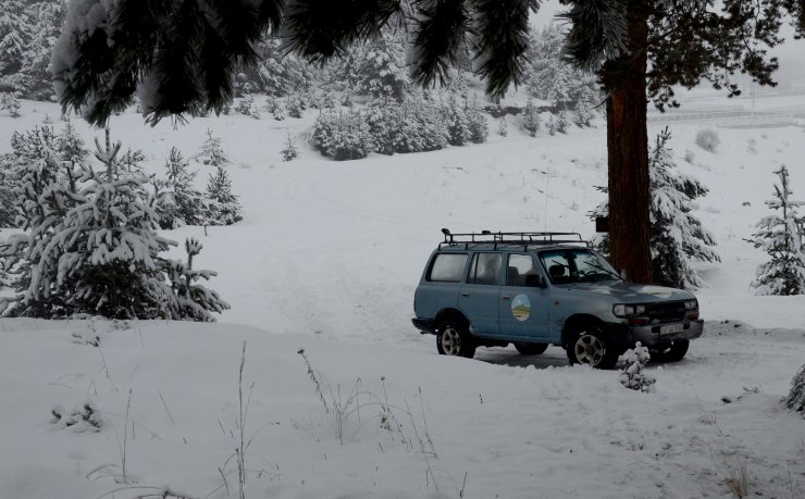 "Kafkas vaşağı Sarıkamış'ı sevdi"