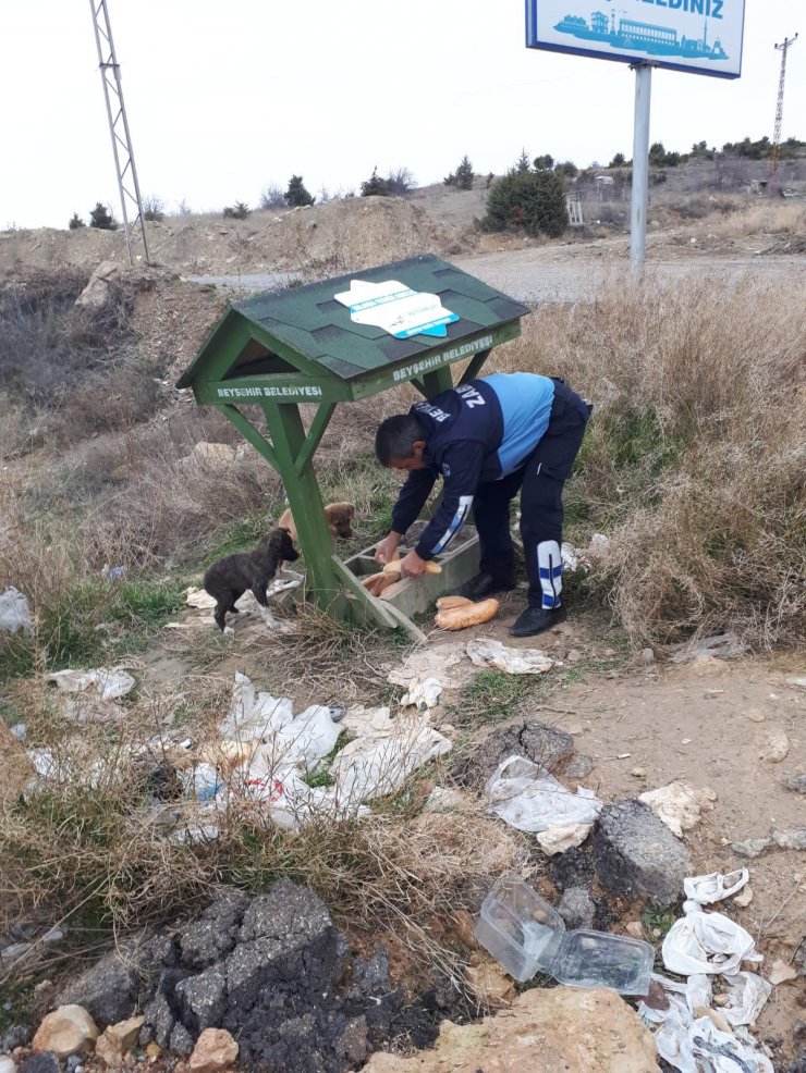 Beyşehir Belediyesi'nden sokak hayvanlarına yiyecek desteği