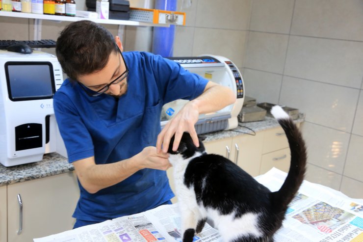 Diş sorunu yaşayan kediye belediye yardım etti