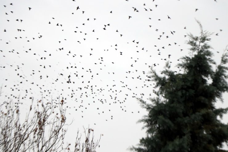 Kırklareli'nde sığırcıkların görsel şöleni