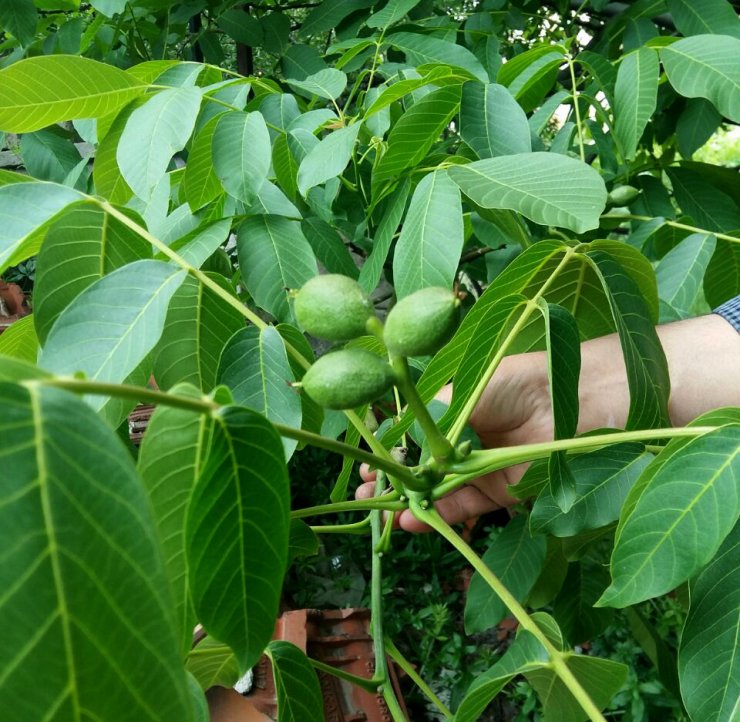 Kaman cevizi kabuğu üzerine bilimsel araştırma yapıldı