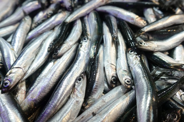 Türkiye'den 20 ülkeye hamsi ihraç edildi