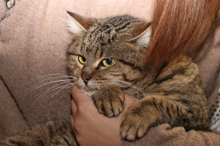 Liseliler çöpte buldukları yaralı kediye 