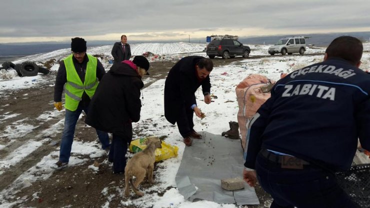 Çiçekdağı'nda sokak hayvanı itlaf edildiği iddiası