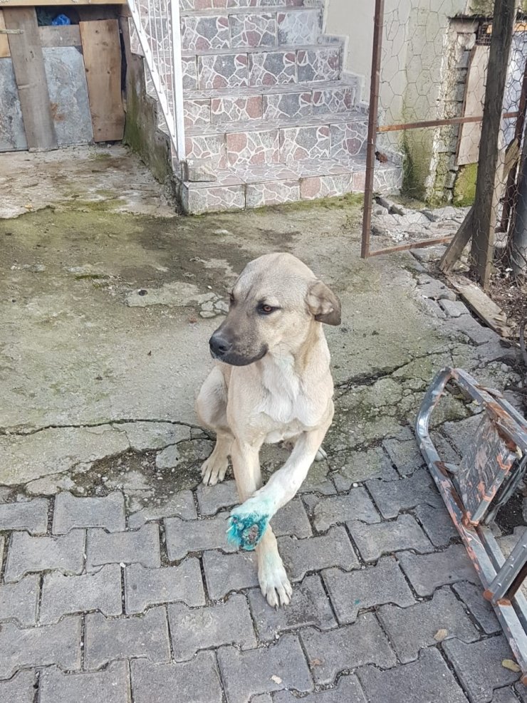 Polisin kucağında taşıdığı yaralı köpek iyileşiyor