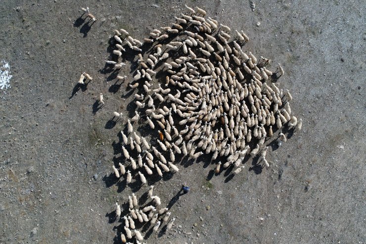 Köyünün "Mandıra filozofu" koyunlarının çobanı oldu