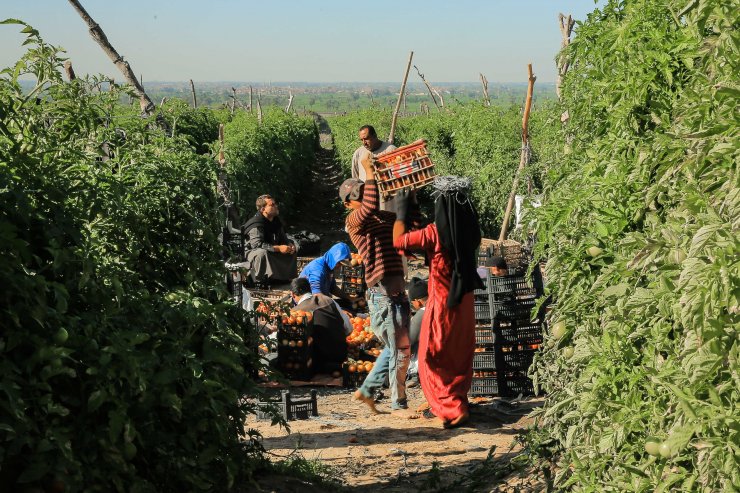 Mısır'ın "çılgın" domatesi herkesin yüzünü güldürüyor