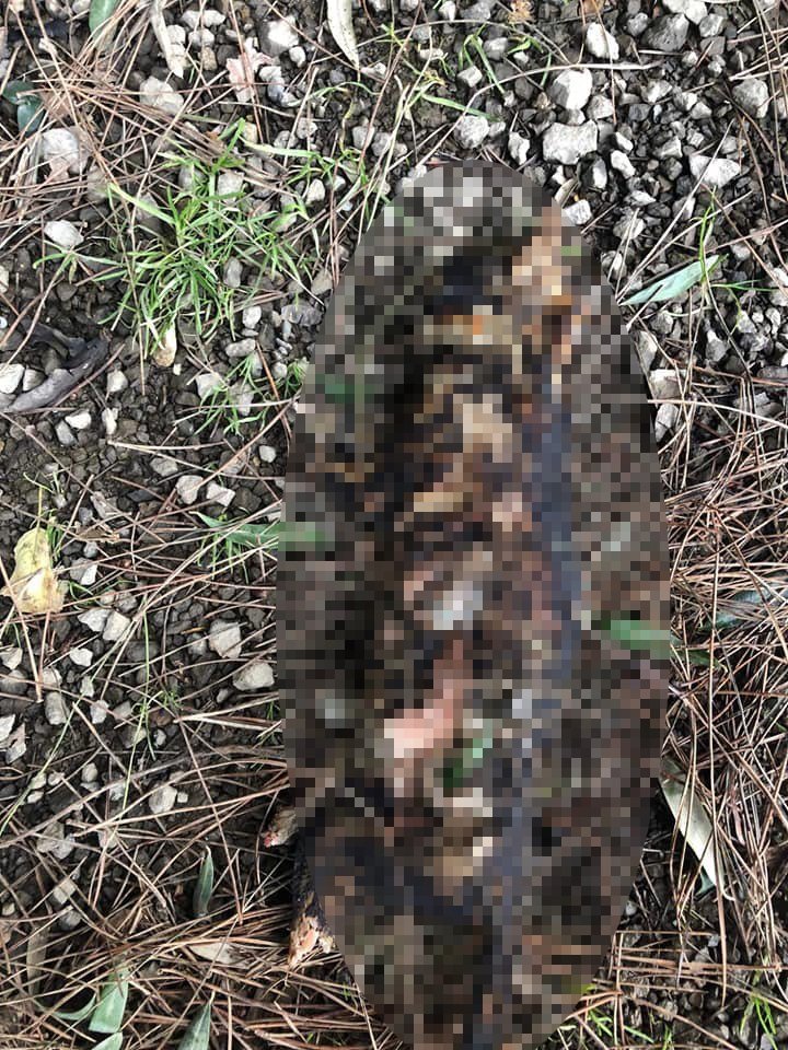 Çanakkale'de kedinin işkenceyle öldürüldüğü iddiası