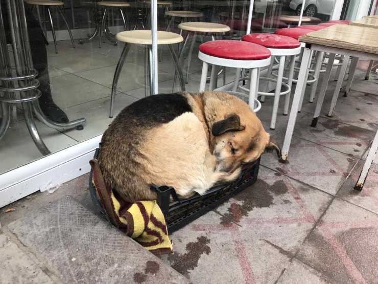 Çay ocağının kapılarını üşüyen patilere açtı