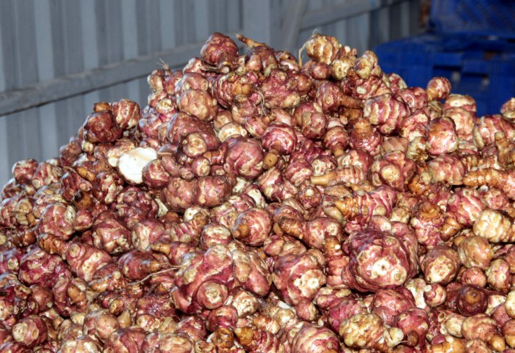 Beypazarı'nda yer elması üretimi