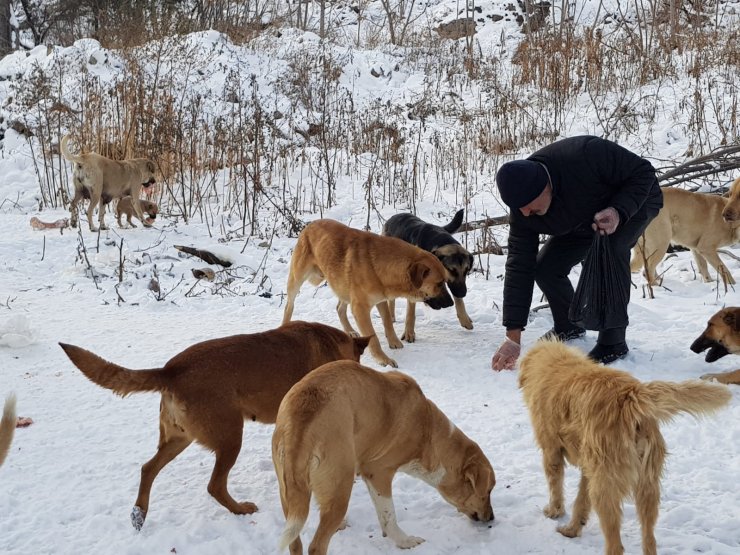Emekli maaşını sokak hayvanları için harcıyor