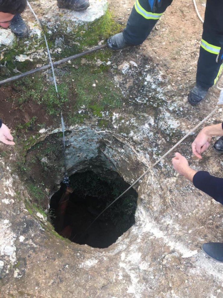 Batman'da kuyuya düşen buzağı kurtarıldı