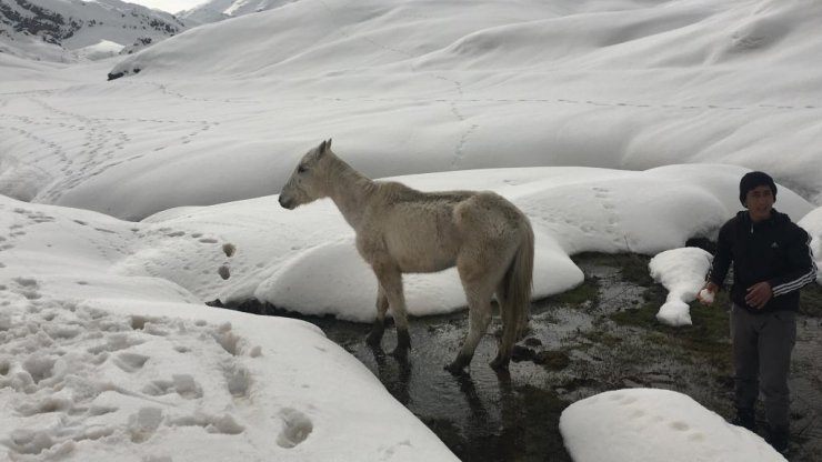 Batman'da karda mahsur kalan at kurtarıldı