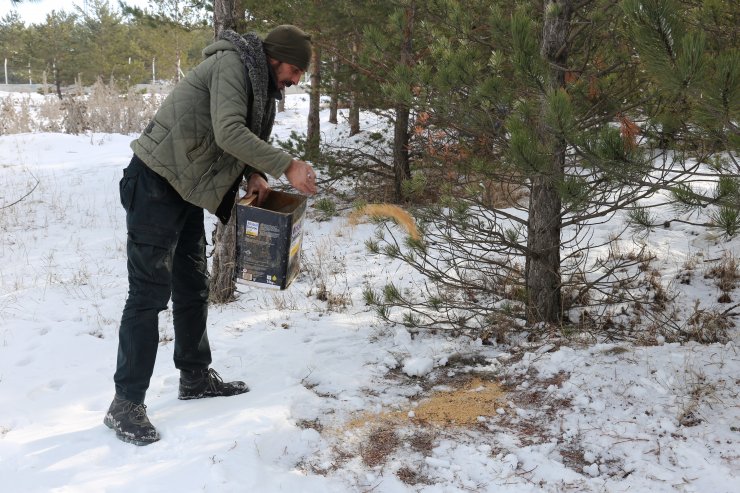 Sivas'ta kuşlar için doğaya yem bırakıldı