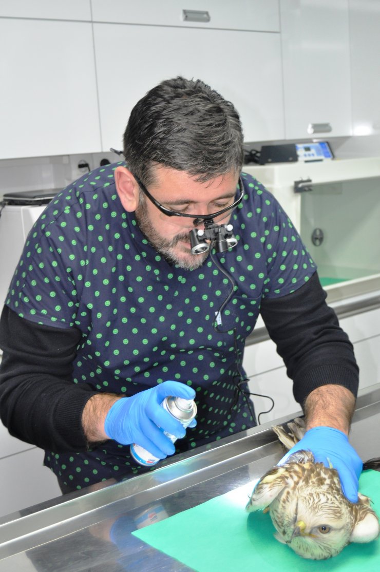 Ateşli silahla yaralanan kartala müdahale