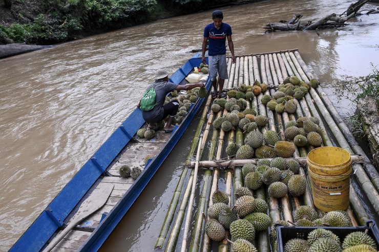 Çin'in artan durian meyvesi talebi Malezya ormanlarını tehdit ediyor