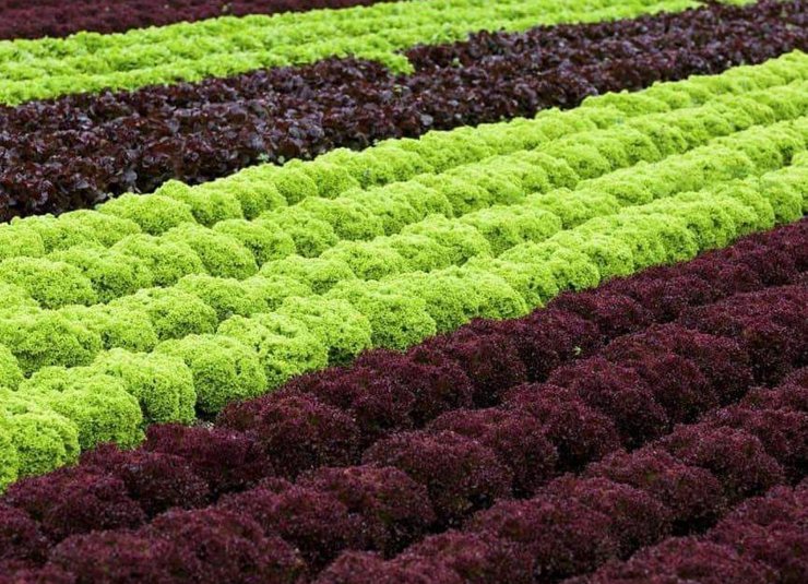 Beypazarı'nın tarımsal üretim verileri