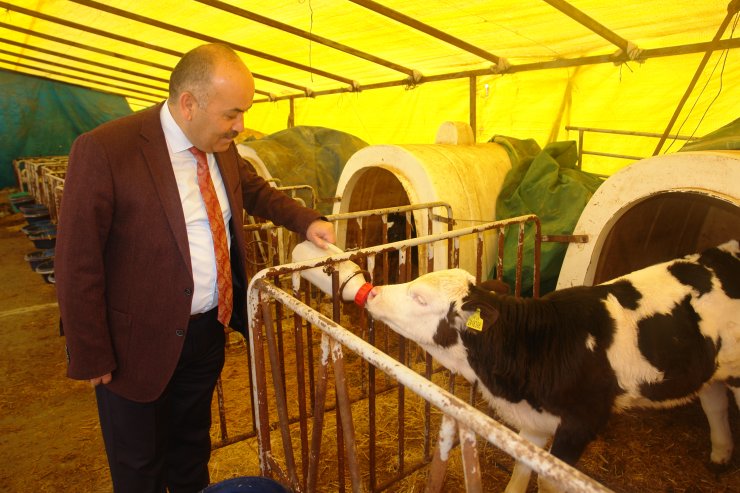 Sivas'ta ilkbahar şap aşılaması başladı