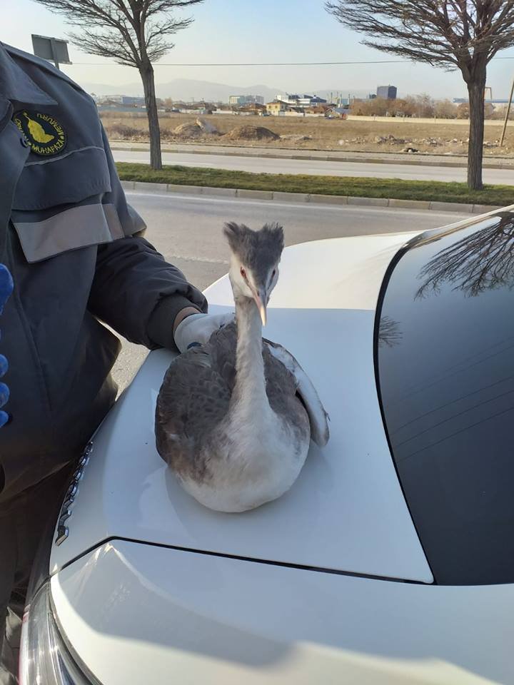 Yaralı kuş koruma altına alındı