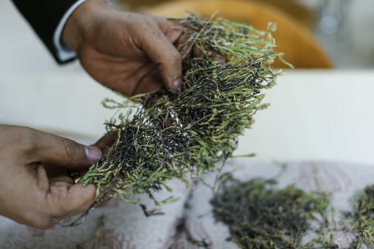Keşfedilen bitkiye Aziz Sancar'ın ismi verildi