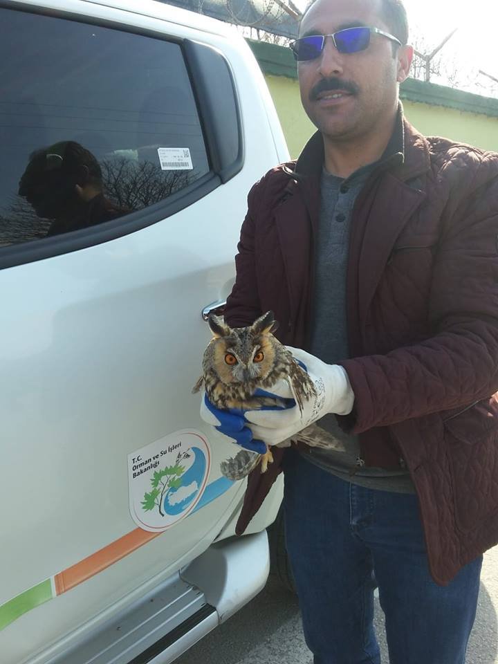 Okul bahçesinde bulunan yaralı yavru baykuş koruma altında