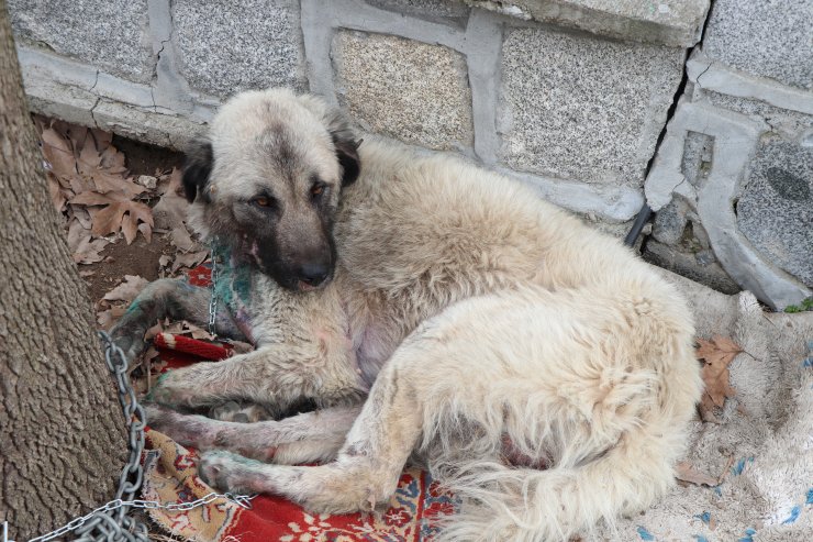 İzmir'de köpeğin otomobilin arkasına bağlanarak sürüklenmesi