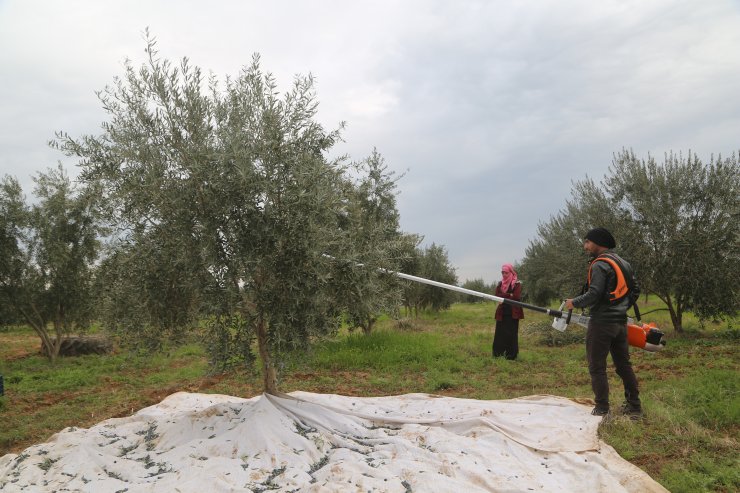 Zeytini, köylüye örnek, mevsimlik işçiye umut oldu