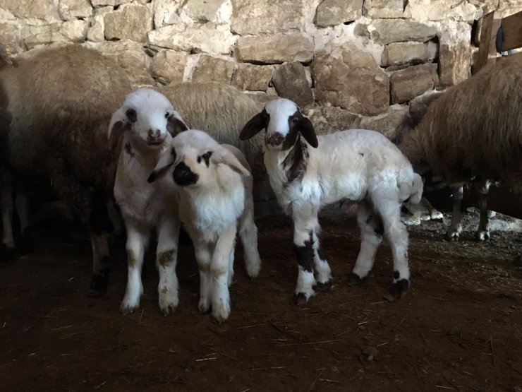 Ulaş'ta baharın müjdecisi kuzular doğmaya başladı