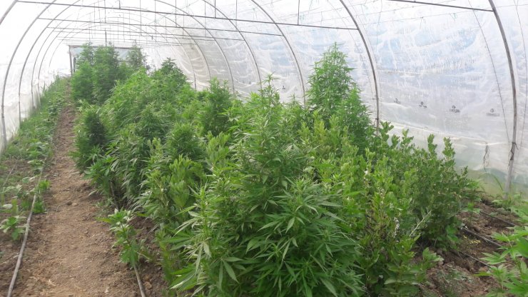 Domates serasında kenevir yetiştiren çift suçüstü yakalandı