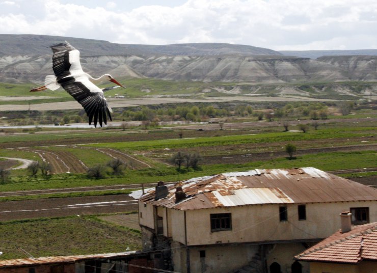 Baharın habercisi leylekler, Kayabükü'ne gelmeye başladı