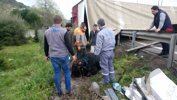 GÜNCELLEME - Kocaeli'de büyükbaş hayvan yüklü tır devrildi