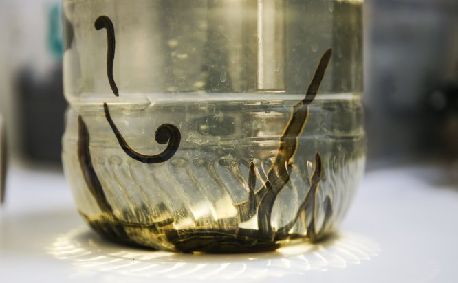 Sülüklerin nesli tükenme tehlikesiyle karşı karşıya