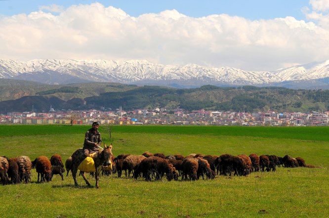 Meralar yeşillendi, üreticiler yem maliyetinden kurtuldu