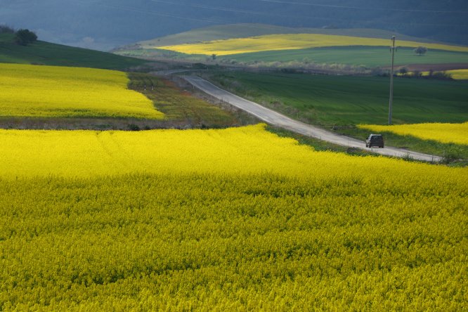 Trakya'da "sarı bahar"