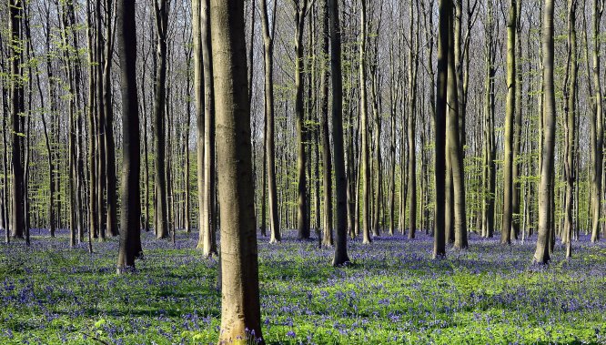 Belçika'daki Hallerbos Ormanı'nda çan çiçekleri büyülüyor