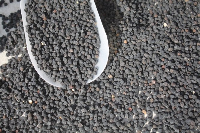 Yozgat'ta siyah nohutun deneme ekimi yapıldı