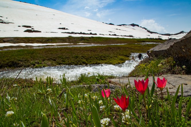 Dağında kar eteklerinde bahar yaşanıyor