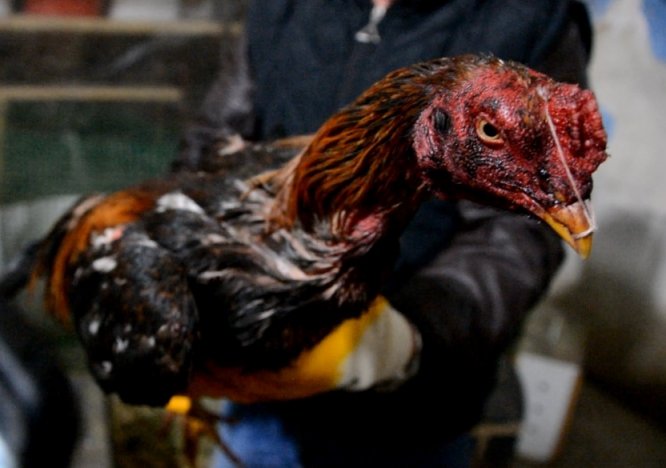 Afyonkarahisar'da horoz dövüştürenlere baskın