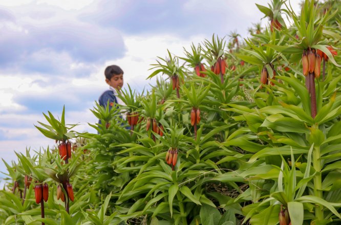 "Ağlayan gelin" görsel şölen sunuyor
