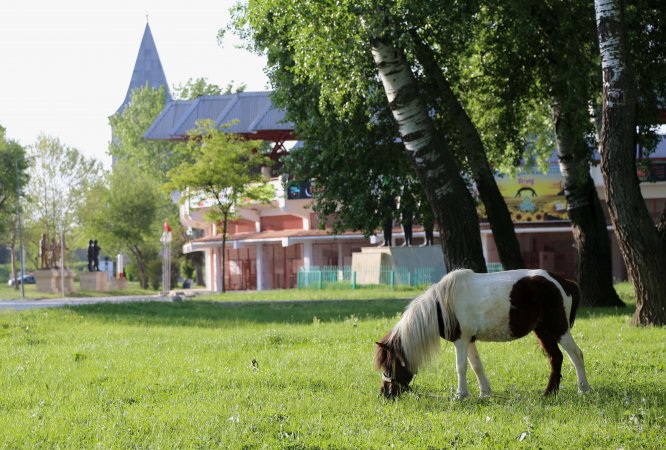 Sarayiçi'nin sevimli tayları ilgi topluyor
