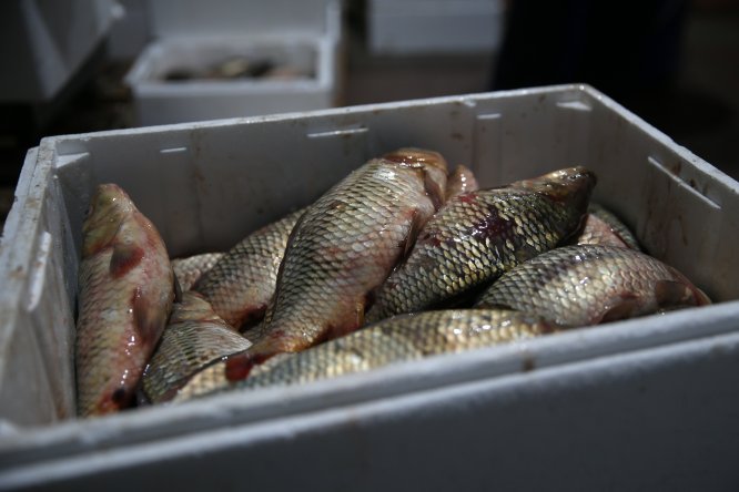 Kayseri'de 15 ton kaçak balık ele geçirildi